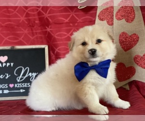 American Eskimo Dog-Unknown Mix Puppy for sale in LANCASTER, PA, USA