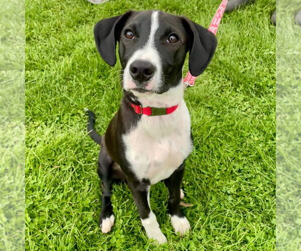 Medium Photo #10 Labrador Retriever-Unknown Mix Puppy For Sale in Canton, CT, USA