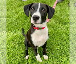 Small #9 Labrador Retriever Mix