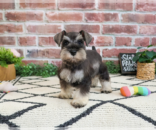 Medium Photo #3 Schnauzer (Miniature) Puppy For Sale in SYRACUSE, IN, USA