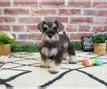 Small Photo #3 Schnauzer (Miniature) Puppy For Sale in SYRACUSE, IN, USA