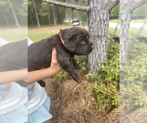 Boykin Spaniel Puppy for sale in LEXINGTON, SC, USA