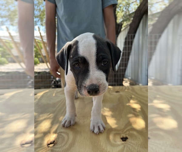 Medium Photo #3 American Bulldog Puppy For Sale in GALLUP, NM, USA