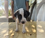 Small #2 American Bulldog