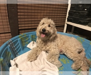 Mother of the Goldendoodle puppies born on 10/01/2021