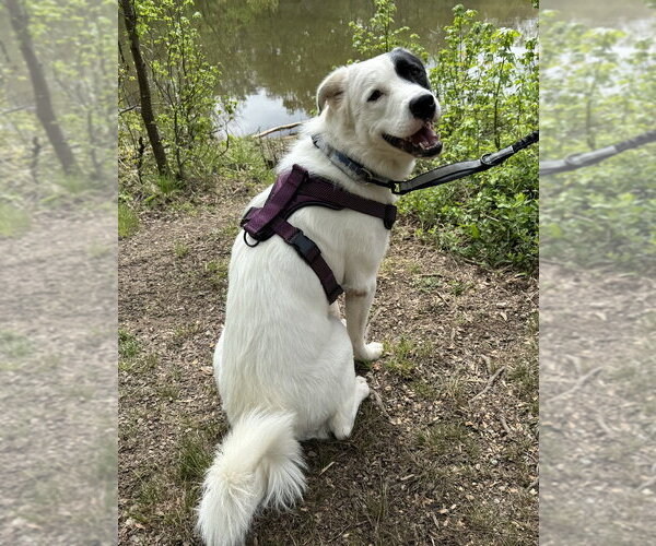 Medium Photo #10 Great Pyrenees-Unknown Mix Puppy For Sale in Greenbelt, MD, USA