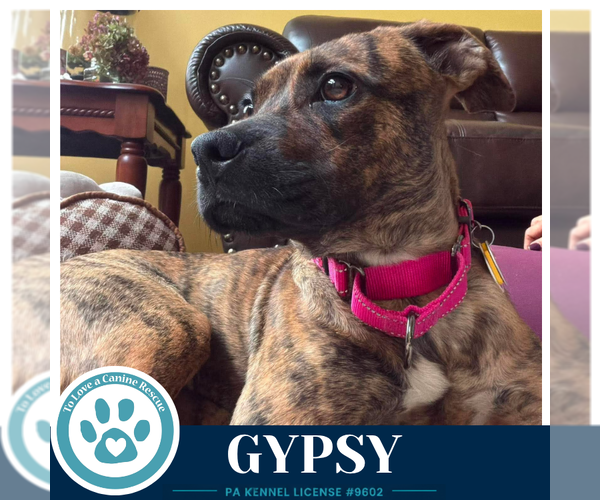 Medium Photo #2 Boxer-Unknown Mix Puppy For Sale in Kimberton, PA, USA