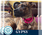 Small Photo #2 Boxer-Unknown Mix Puppy For Sale in Kimberton, PA, USA
