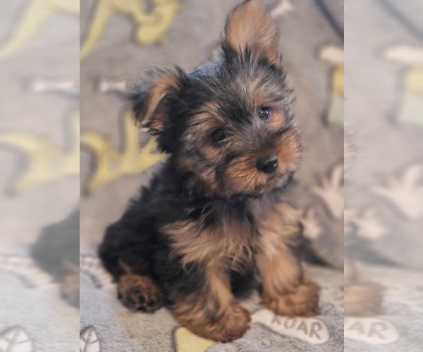 Medium Photo #13 Yorkshire Terrier Puppy For Sale in AKRON, OH, USA