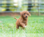 Small Photo #4 Miniature Labradoodle Puppy For Sale in WESTMINSTER, MD, USA