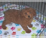 Small Photo #8 Poodle (Miniature) Puppy For Sale in ORO VALLEY, AZ, USA