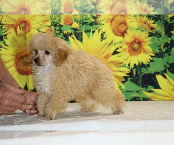 Medium Photo #6 Poodle (Toy) Puppy For Sale in DYERSBURG, TN, USA