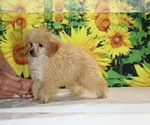 Pretzel - Male Poodle (Toy) Puppy for Sale - Photo #6
