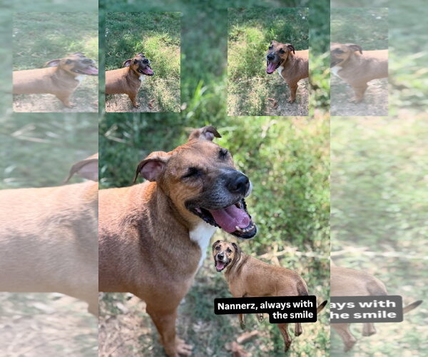 Medium Photo #4 Mutt Puppy For Sale in Jackson, MS, USA