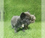 Small #7 French Bulldog