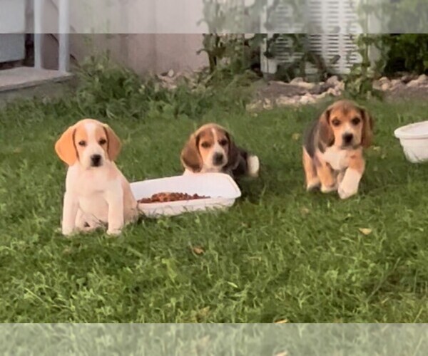 Medium Photo #1 Beagle Puppy For Sale in MINERAL POINT, WI, USA