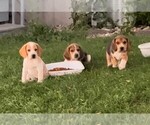 Small Photo #1 Beagle Puppy For Sale in MINERAL POINT, WI, USA