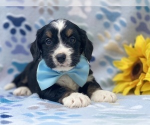 Bernedoodle (Miniature) Puppy for sale in LANCASTER, PA, USA