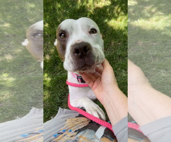 Medium Photo #5 American Staffordshire Terrier-Unknown Mix Puppy For Sale in Holly Springs, NC, USA