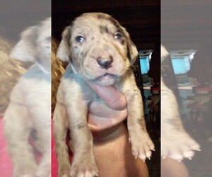 Catahoula Leopard Dog Puppy for sale in PULLMAN, MI, USA