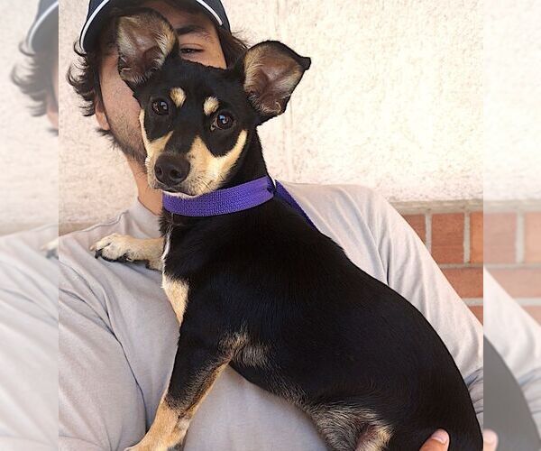 Medium Photo #4 Chipin Puppy For Sale in Carrollton, TX, USA