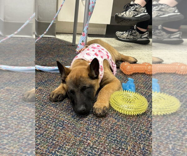 Medium Photo #7 Mutt Puppy For Sale in Imlay City, MI, USA