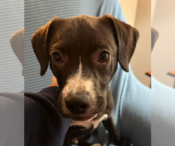 Medium Photo #11 Labrador Retriever-Unknown Mix Puppy For Sale in Germantown, OH, USA