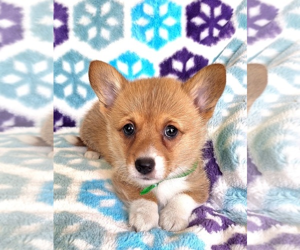 Medium Photo #1 Pembroke Welsh Corgi Puppy For Sale in ARROYO GRANDE, CA, USA