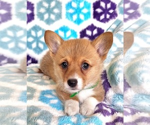 Medium Pembroke Welsh Corgi