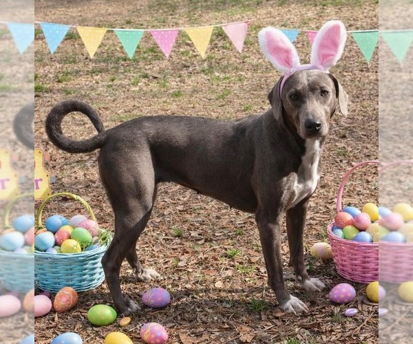 Medium Photo #4 Weimaraner Puppy For Sale in Yardley, PA, USA