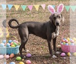 Small #3 Weimaraner