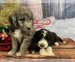 Small Photo #11 Aussiedoodle Puppy For Sale in COMMERCE, MI, USA