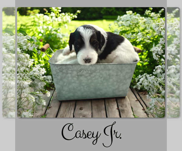 Medium Photo #3 Bernedoodle-Poodle (Standard) Mix Puppy For Sale in MENIFEE, CA, USA