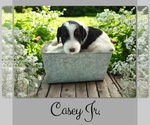 Small #2 Bernedoodle-Poodle (Standard) Mix
