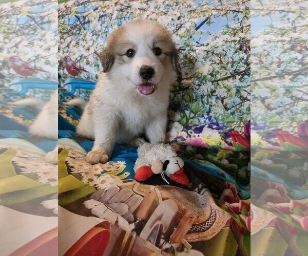 Medium Photo #2 Great Pyrenees Puppy For Sale in Spring, TX, USA