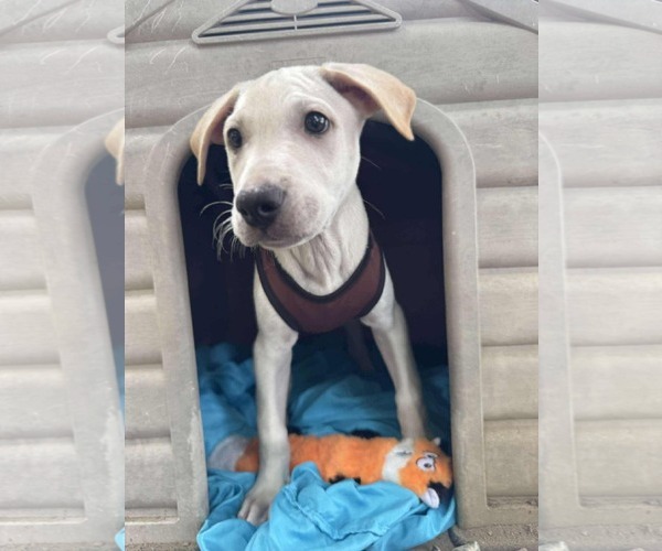 Medium Photo #3 Labrador Retriever-Unknown Mix Puppy For Sale in NYC, NY, USA