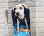 Small #2 Labrador Retriever Mix