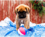 Small Photo #26 Mastiff Puppy For Sale in WAKARUSA, IN, USA