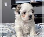 Small Photo #6 Shih-Poo-Zuchon Mix Puppy For Sale in GALENA, NV, USA