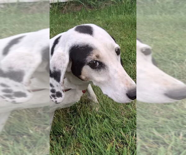 Medium Photo #2 English Coonhound-Treeing Walker Coonhound Mix Puppy For Sale in Monterey, VA, USA