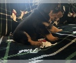 Small #33 Rottweiler