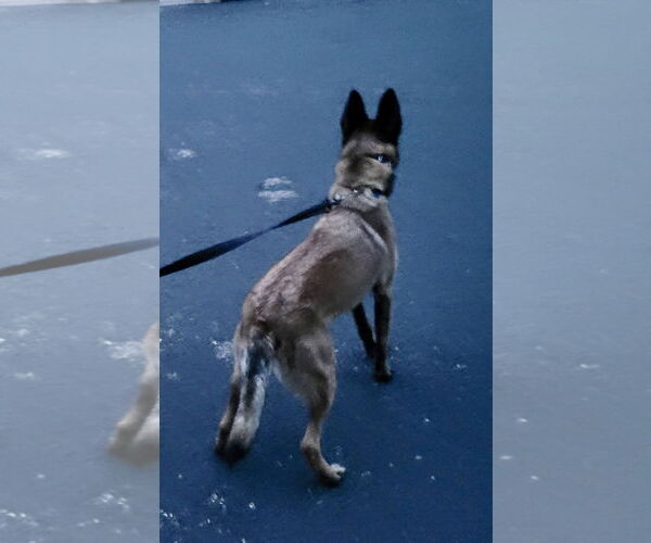 Medium Photo #4 Mutt Puppy For Sale in Stevens Point, WI, USA