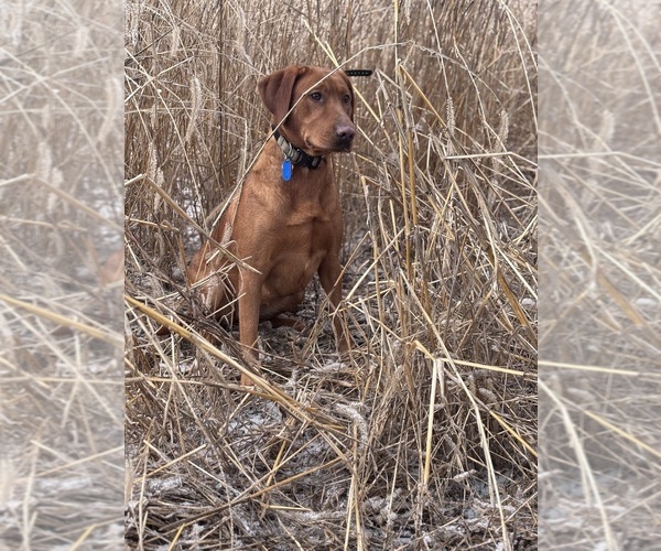 Medium Photo #1 Labrador Retriever Puppy For Sale in CELINA, OH, USA