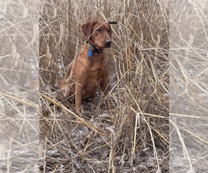 Mother of the Labrador Retriever puppies born on 07/13/2025