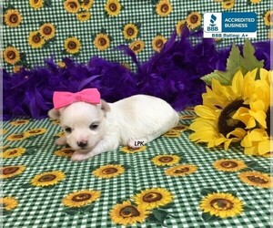 Maltese Puppy for sale in WINNSBORO, LA, USA