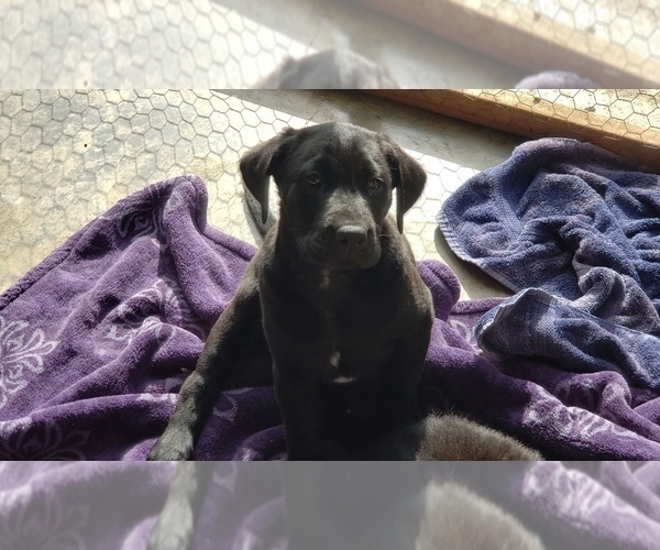 Medium Photo #1 Labrador Retriever Puppy For Sale in WOODLAND, WA, USA