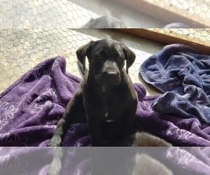 Labrador Retriever Puppy for sale in WOODLAND, WA, USA