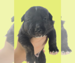 Small Mutt