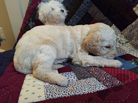 Medium Photo #4 Goldendoodle Puppy For Sale in PELHAM, NH, USA