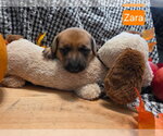 Puppy Zara - Female Dachshund-Unknown Mix Dog for Adoption - Small photo